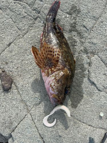 ガシラの釣果