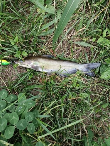 アメリカナマズの釣果