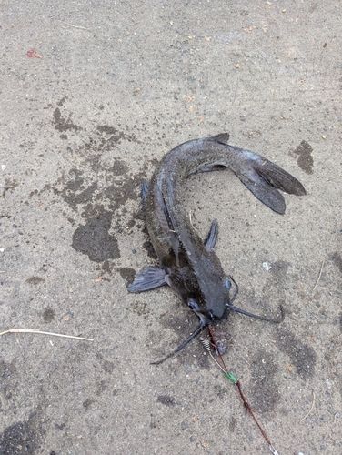 アメリカナマズの釣果