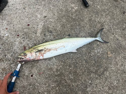 サゴシの釣果