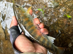 ヤマメの釣果
