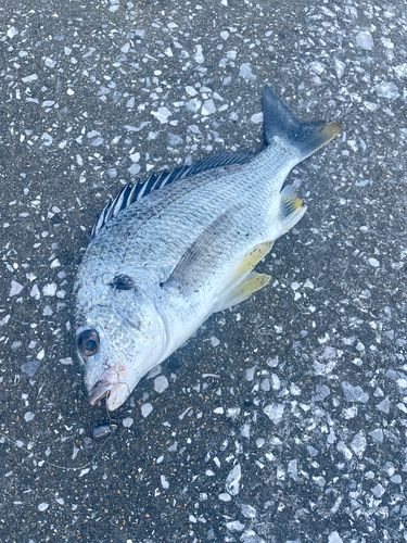 キビレの釣果