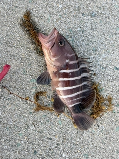 ハタの釣果