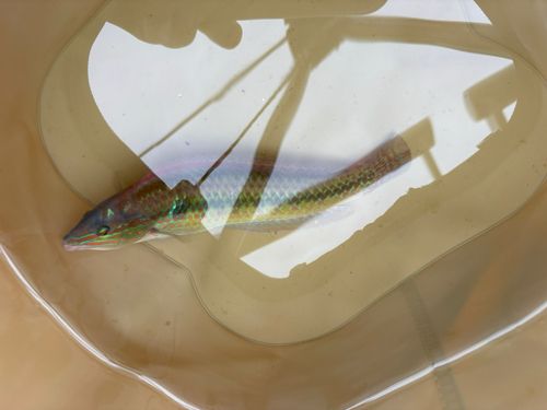 ベラの釣果