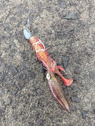 マメイカの釣果