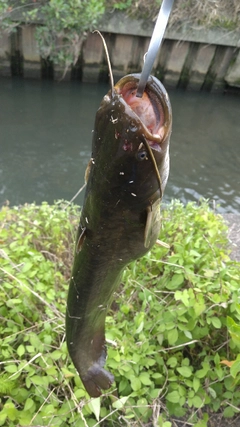 ナマズの釣果