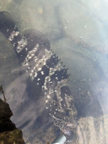 ヤイトハタの釣果