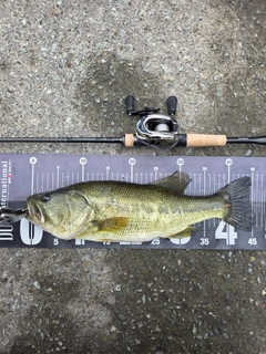 ラージマウスバスの釣果