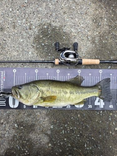 ラージマウスバスの釣果