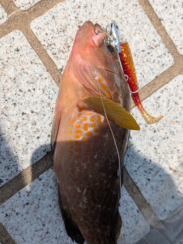 釣果