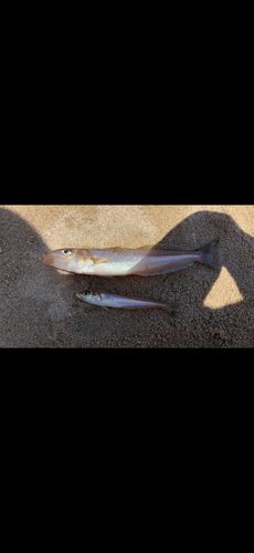 キスの釣果