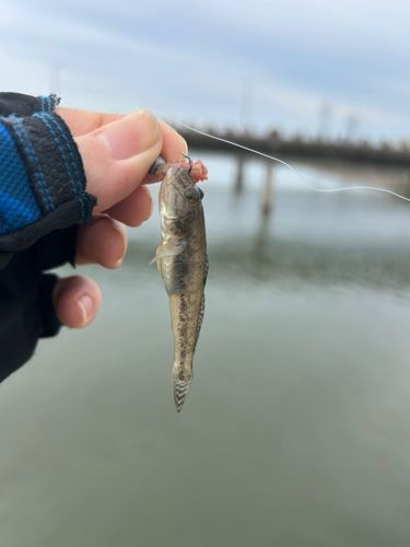 マハゼの釣果