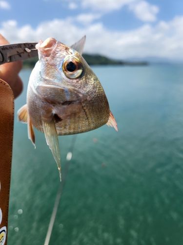 タイの釣果