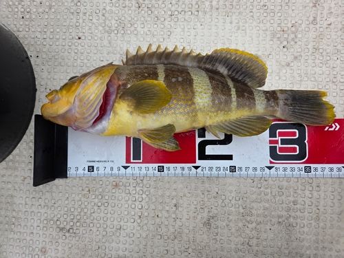アオハタの釣果