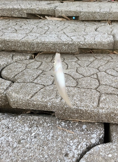 シロギスの釣果