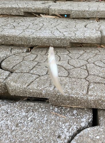 シロギスの釣果