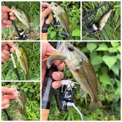 ブラックバスの釣果