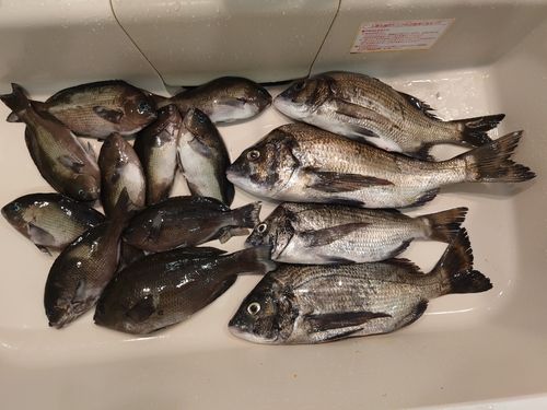 クロの釣果