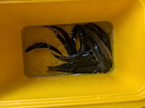 アユの釣果