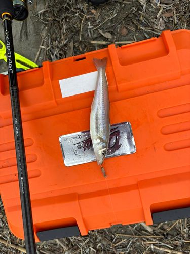 シロギスの釣果