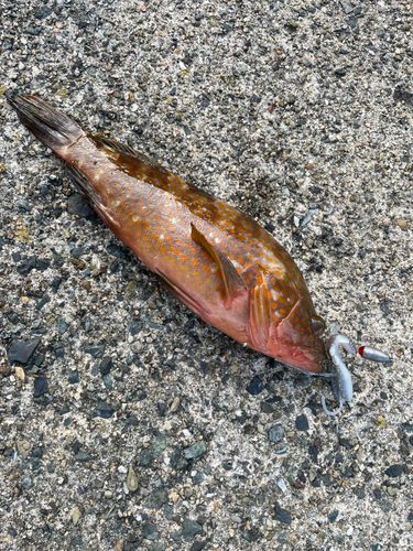 アコウの釣果