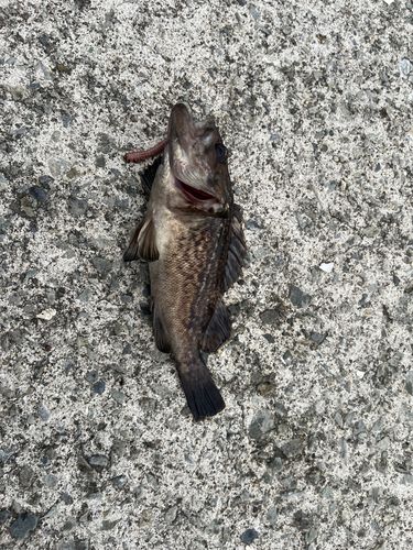 クロソイの釣果