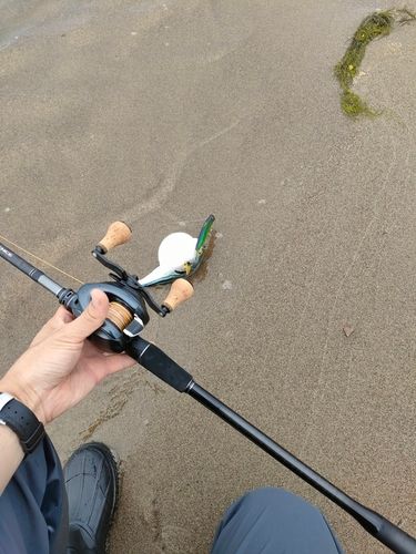 シマフグの釣果