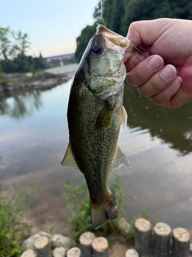 ラージマウスバスの釣果