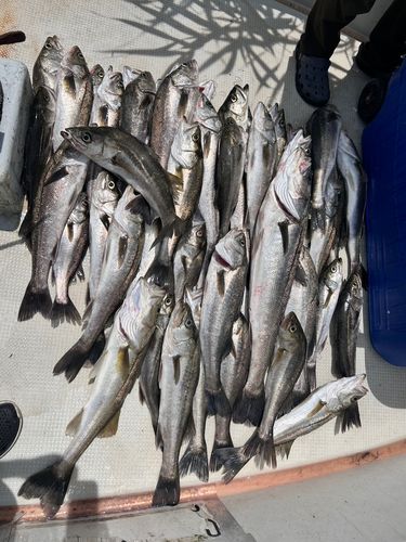 シーバスの釣果
