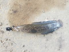 ライギョの釣果