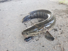 ライギョの釣果