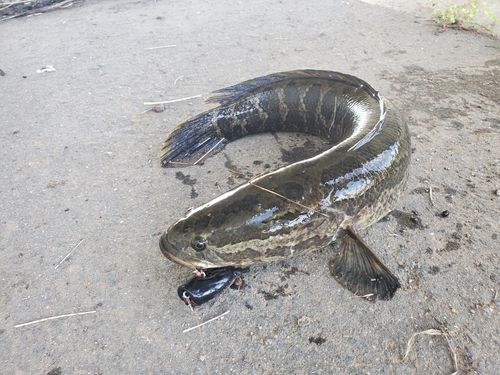 ライギョの釣果