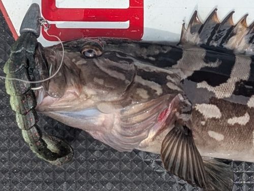 クエの釣果