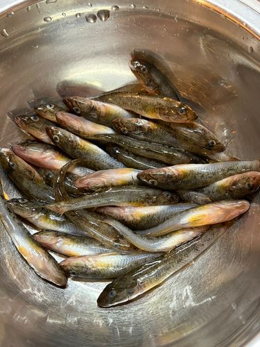 マハゼの釣果
