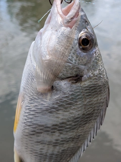 キビレの釣果
