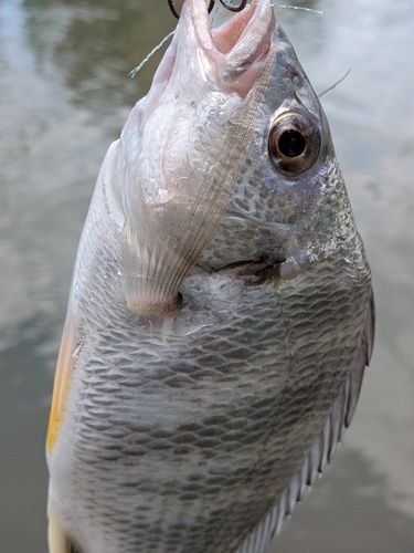 キビレの釣果