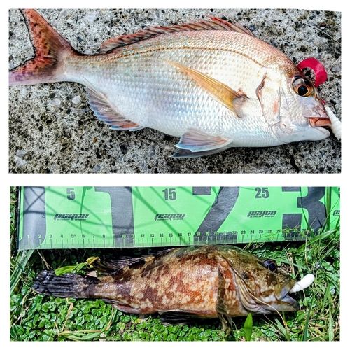 マダイの釣果