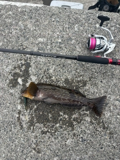 アイナメの釣果