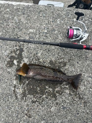 アイナメの釣果