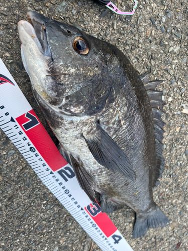 チヌの釣果