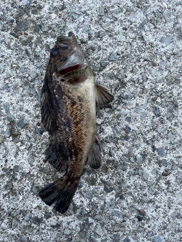 クロソイの釣果