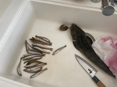 マゴチの釣果
