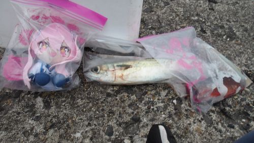 ゴマサバの釣果