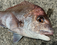 タイの釣果