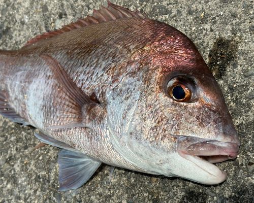 タイの釣果