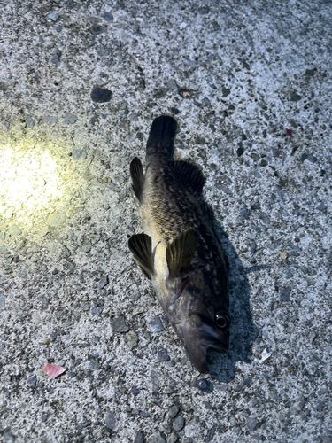 クロソイの釣果