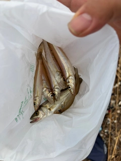 シロギスの釣果