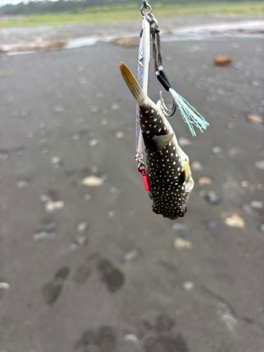 クサフグの釣果