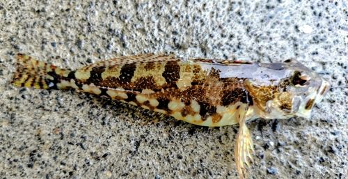 アナハゼの釣果