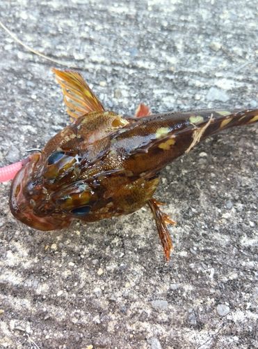 ガシラの釣果